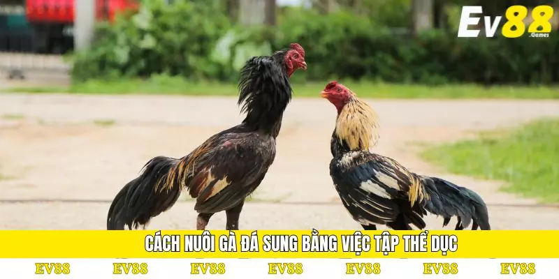 Cách Nuôi Gà Đá Sung: Mách Bạn Phương Pháp Hiệu Quả Nhất 3 Cách nuôi gà đá sung bằng việc tập thể dục