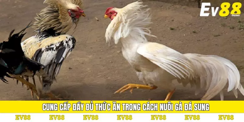 Cách Nuôi Gà Đá Sung: Mách Bạn Phương Pháp Hiệu Quả Nhất 2 Cung cấp đầy đủ thức ăn trong cách nuôi gà đá sung
