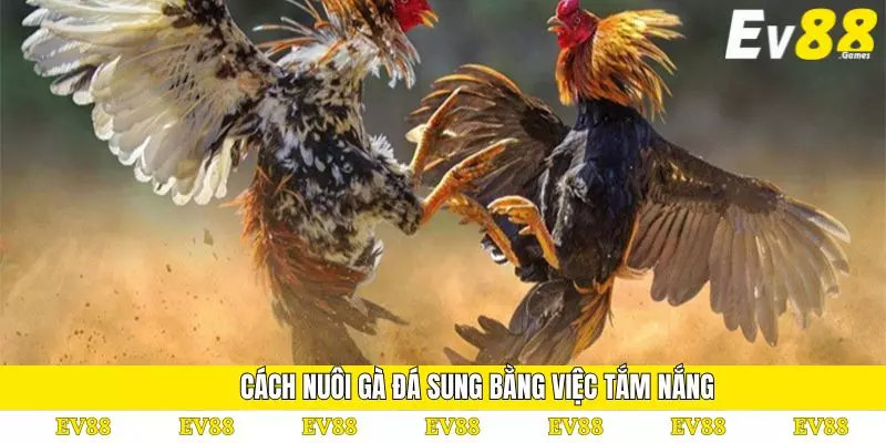 Cách Nuôi Gà Đá Sung: Mách Bạn Phương Pháp Hiệu Quả Nhất 4 Cách nuôi gà đá sung bằng việc tắm nắng