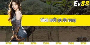 cách nuôi gà đá sung do ev88 chia sẻ