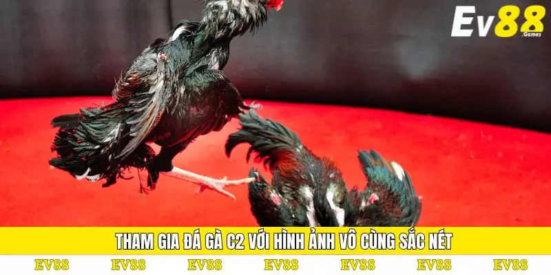 Đá Gà C2 – Hình Thức Thi Đấu Kịch Tính Và Đầy Hấp Dẫn 3 Tham gia đá gà C2 với hình ảnh vô cùng sắc nét