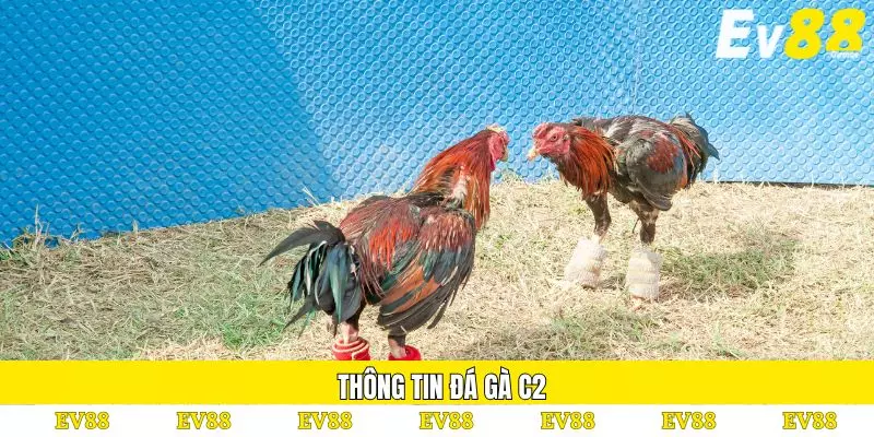 Đá Gà C2 – Hình Thức Thi Đấu Kịch Tính Và Đầy Hấp Dẫn 2 Thông tin đá gà C2