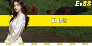 đá gà c2 trực tiếp tại ev88