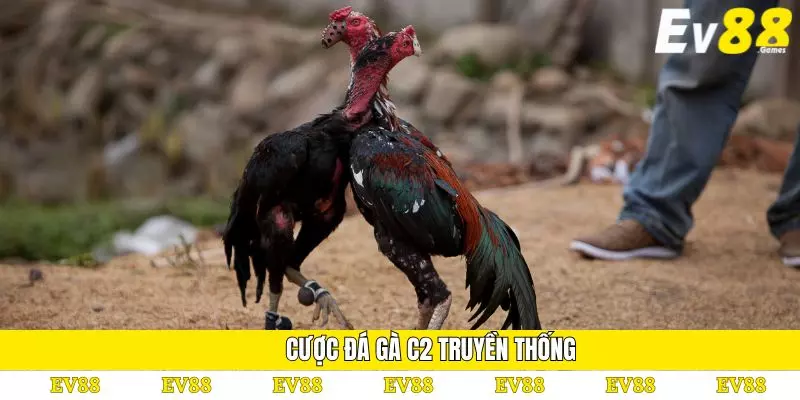 Đá Gà C2 – Hình Thức Thi Đấu Kịch Tính Và Đầy Hấp Dẫn 4 Cược đá gà C2 truyền thống