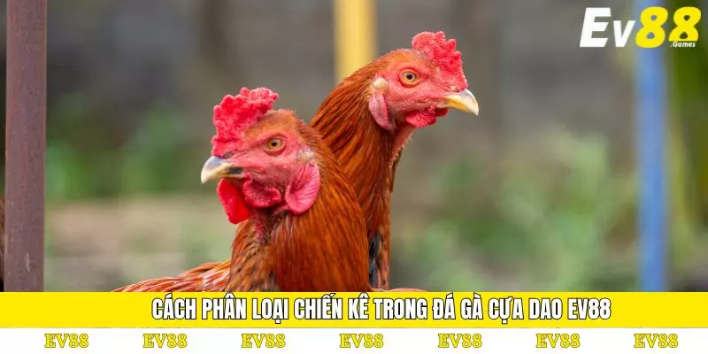 Đá Gà Cựa Dao EV88 – Sân Chơi Dành Cho Người Đam Mê 2 Cách phân loại chiến kê trong đá gà cựa dao EV88