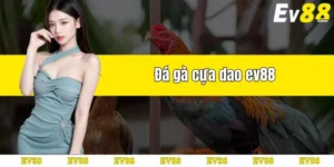 đá gà cựa dao trực tuyến tại ev88