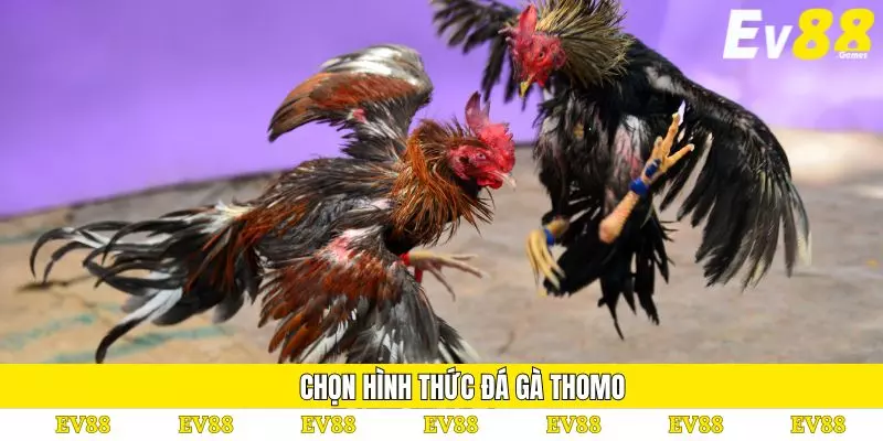 Đá Gà Thomo – Luật Thi Đấu Và Kinh Nghiệm Cá Cược Hiệu Quả 4 Chọn hình thức đá gà Thomo