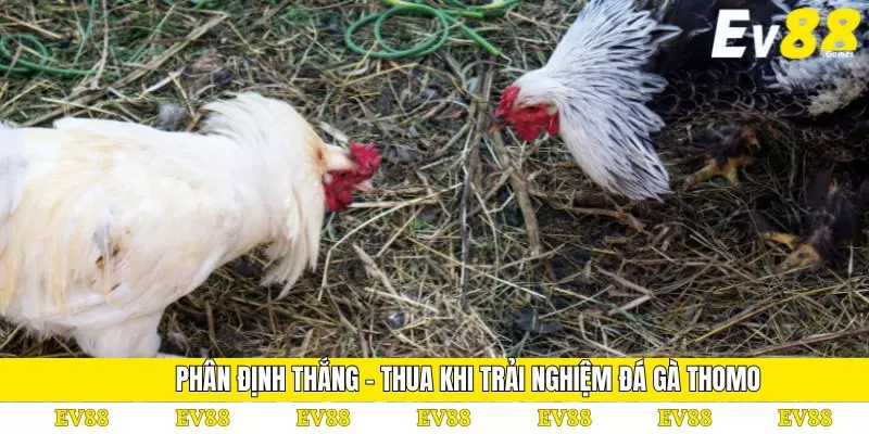 Đá Gà Thomo – Luật Thi Đấu Và Kinh Nghiệm Cá Cược Hiệu Quả 3 Phân định thắng - thua khi trải nghiệm đá gà Thomo