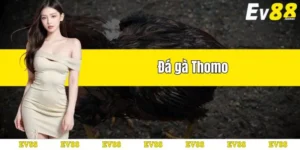 đá gà thomo thumb