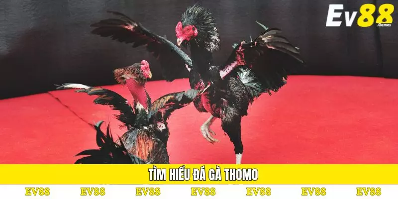 Đá Gà Thomo – Luật Thi Đấu Và Kinh Nghiệm Cá Cược Hiệu Quả 2 Tìm hiểu đá gà Thomo